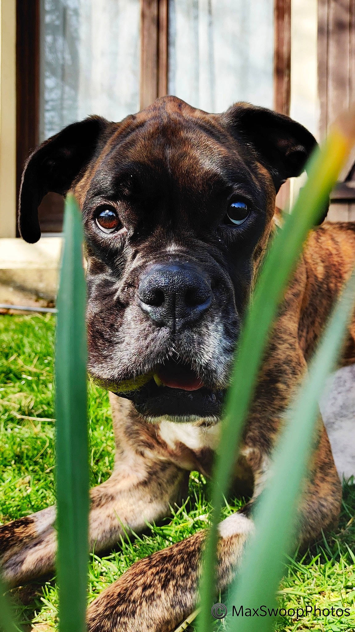 Sam a rejoint le concours — aidez-le/la à gagner de superbes lots ! boxer, bullmastiff, canidae, carnivore, companion_dog, dog, dog_breed, eye, grass, green, mammal, molosser, plant, puppy, rare_breed_dog, snout, sporting_group, valley_bulldog, vertebrate, whiskers