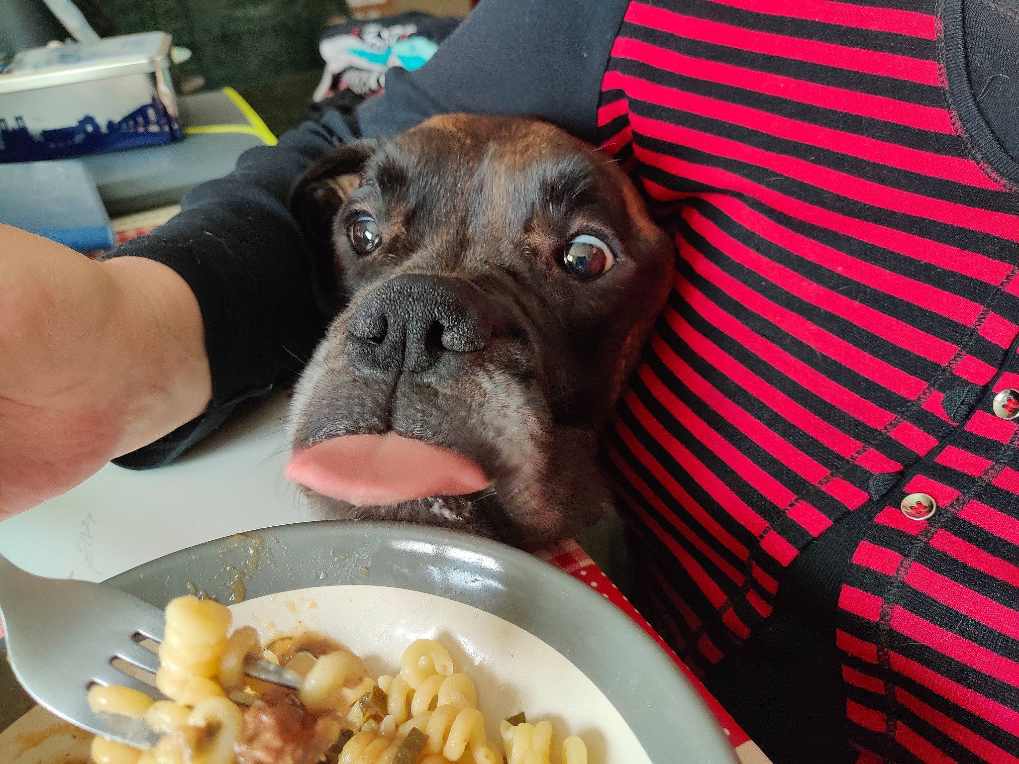 Sam a rejoint le concours — aidez-le/la à gagner de superbes lots ! canidae, carnivore, companion_dog, cuisine, dish, dog, dog_breed, fawn, food, french_bulldog, molosser, non_sporting_group, shar_pei, snout, sporting_group, wrinkle