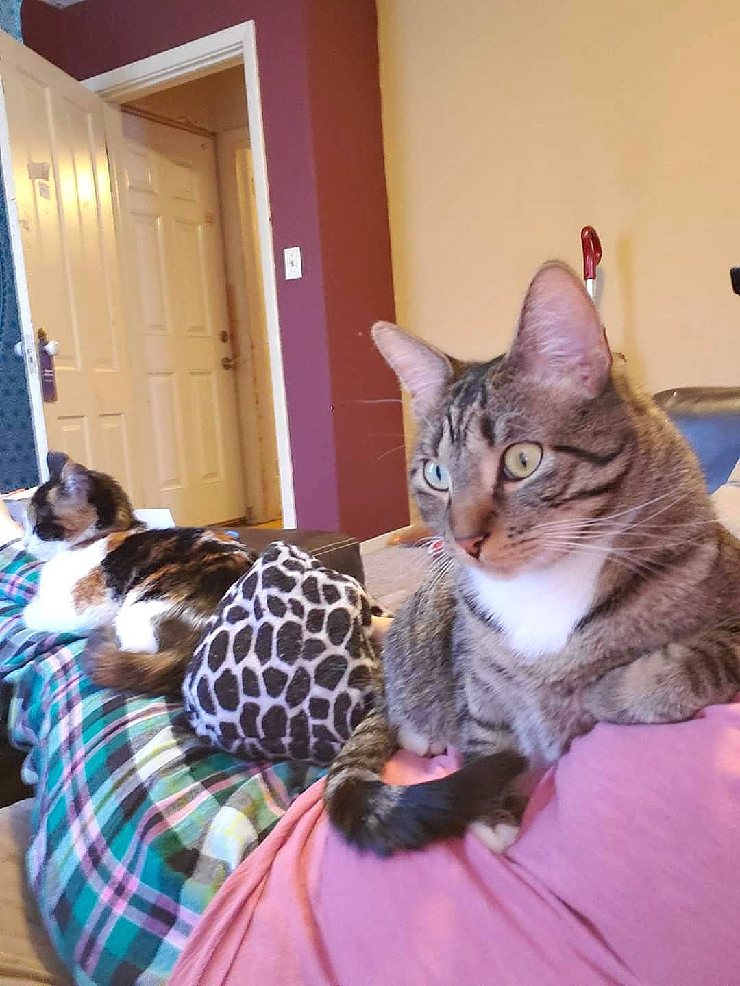 Tex is registered to the contest to win money with this photo: american_shorthair, asian, bengal, california_spangled, carnivore, cat, domestic_short_haired_cat, dragon_li, egyptian_mau, european_shorthair, felidae, kitten, mammal, ocicat, savannah, small_to_medium_sized_cats, tabby_cat, toyger, vertebrate, whiskers