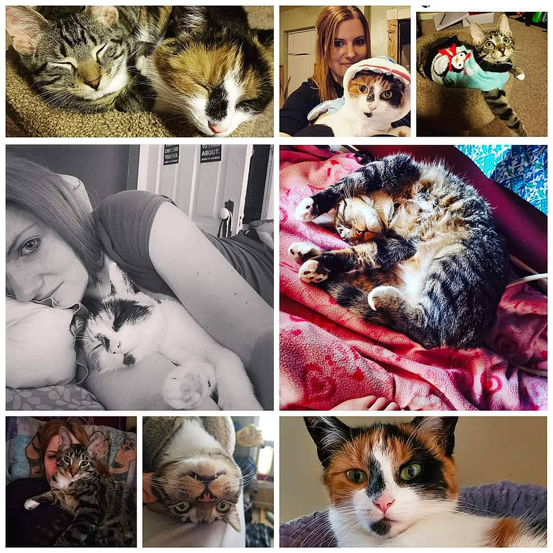 Tex is registered to the contest to win money with this photo: art, carnivore, cat, collage, companion_dog, european_shorthair, felidae, friendship, fur, human, kitten, love, nap, photo_caption, photography, puppy_love, small_to_medium_sized_cats, snapshot, tabby_cat, whiskers