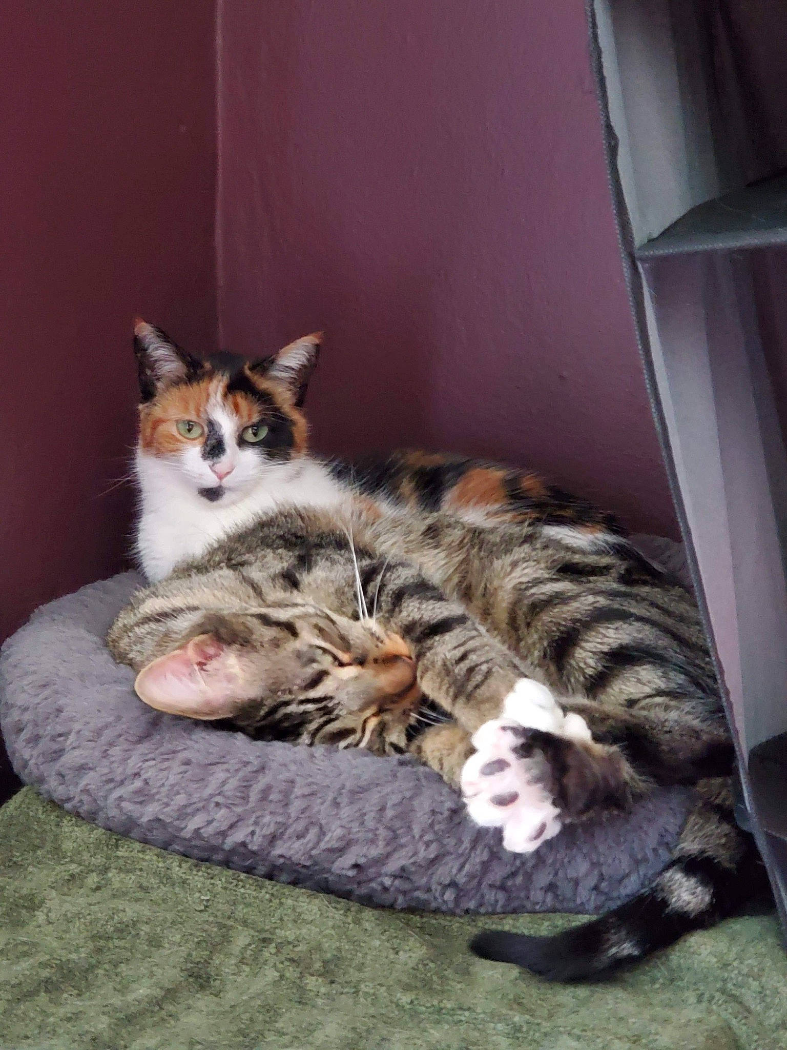 Tex joined the competition — help win amazing prizes! aegean_cat, american_wirehair, carnivore, cat, domestic_short_haired_cat, dragon_li, european_shorthair, felidae, fur, kitten, mammal, polydactyl_cat, small_to_medium_sized_cats, tabby_cat, whiskers