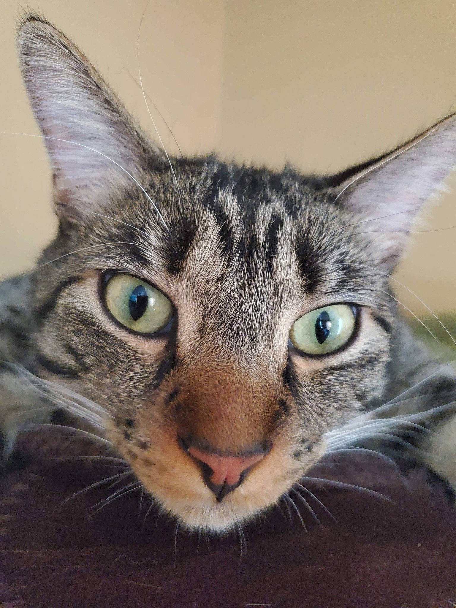 Tex joined the competition — help win amazing prizes! aegean_cat, american_wirehair, asian, australian_mist, carnivore, cat, close_up, domestic_short_haired_cat, european_shorthair, eye, felidae, kitten, mammal, ocicat, oriental_shorthair, small_to_medium_sized_cats, snout, tabby_cat, vertebrate, whiskers