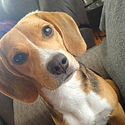 Sissylala is registered to the contest to win money with this photo: animal, beagle, black, brown, canine, close_up, companion, couch, cute, dog, domestic_animal, ears, friendly, fur, indoors, looking, nose, pet, portrait, white