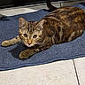 Mocha is registered to the contest to win money with this photo: cat, tabby_cat, pet, animal, indoor, blue_rug, striped_fur, yellow_eyes, curious, lying_down, floor, tile_floor, whiskers, ears, tail, domestic_cat, feline, looking_at_camera, close_up, resting