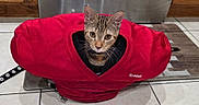 Mocha is registered to the contest to win money with this photo: animal, cat, curious, cute, domestic, feline, football_gear, head, indoor, kitchen, looking, pet, playful, red, shoulder_pad, sitting, tabby, tile_floor, whiskers, wooden_cabinet