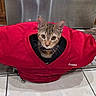 Mocha is registered to the contest to win money with this photo: cat, tabby, red, football_gear, shoulder_pad, pet, indoor, kitchen, tile_floor, wooden_cabinet, curious, animal, feline, playful, cute, looking, whiskers, head, sitting, domestic