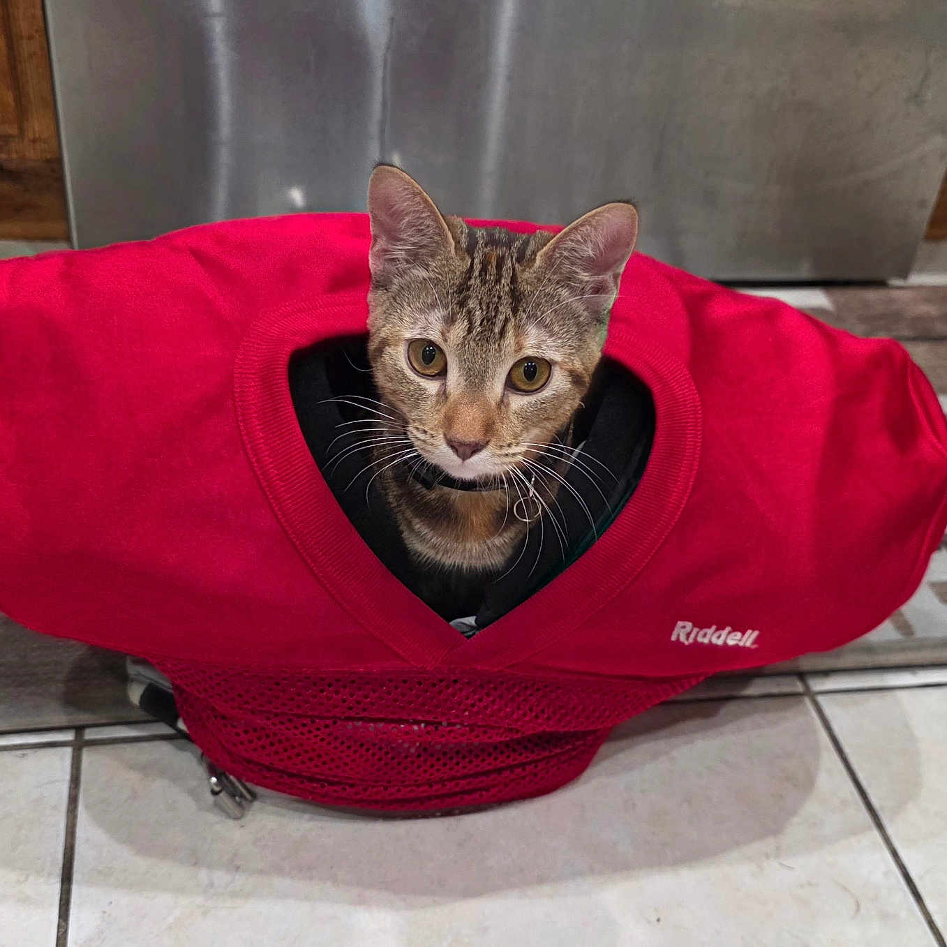 Mocha is registered to the contest to win money with this photo: cat, tabby, red, football_gear, shoulder_pad, pet, indoor, kitchen, tile_floor, wooden_cabinet, curious, animal, feline, playful, cute, looking, whiskers, head, sitting, domestic