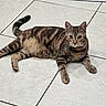 cat, tabby, striped, feline, pet, animal, laying_down, floor, tile_floor, whiskers, ears, tail, paws, cute, domestic_animal, indoor, looking, fur, resting, curious