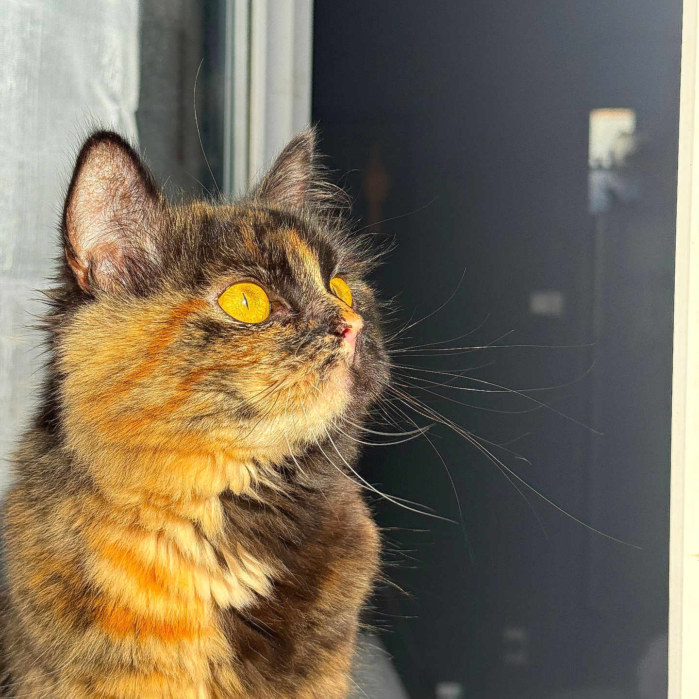 Vany a rejoint le concours — aidez-le/la à gagner de superbes lots ! animal, calm, cat, closeup, cute, domestic_animal, feline, fluffy, fur, golden_eyes, indoor, looking_away, mammal, pet, portrait, side_profile, sunlight, tortoiseshell, whiskers, window
