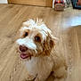 Clio is registered to the contest to win money with this photo: dog, puppy, smiling, fluffy, brown, white, indoor, wooden_floor, door, pet, cute, sitting, looking_up, fur, animal, friendly, home, floor, canine, adorable