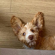 Clio is registered to the contest to win money with this photo: dog, pet, fluffy, ears, wooden_floor, curious, lying_down, brown, light_brown, canine, indoors, close_up, fur, animal, mammal, cute, looking_up, portrait, companion, domestic