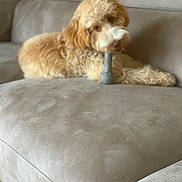 Clio joined the competition — help win amazing prizes! animal, beige, canine, chewing, companion, couch, cute, dog, fluffy, furniture, home, indoor, laying, living_room, pet, playful, puppy, relaxed, soft_focus, toy