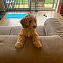 Clio is registered to the contest to win money with this photo: dog, pet, living_room, couch, furniture, wood_floor, window, glass_door, garden, grass, chair, table, toy, indoor, home, curtains, brown, fluffy, animal, cute