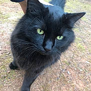Frankie is registered to the contest to win money with this photo: black_cat, cat, animal, pet, outdoor, close_up, green_eyes, fur, whiskers, mammal, nature, hand, companion, portrait, cute, curious, walking, ground, daylight, friendly