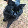 black_cat, cat, animal, pet, outdoor, close_up, green_eyes, fur, whiskers, mammal, nature, hand, companion, portrait, cute, curious, walking, ground, daylight, friendly