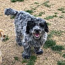 dog, curly_fur, gray_dog, black_fur, outdoor, grass, patchy_grass, happy, panting, pet, animal, canine, playful, nature, daylight, fur, tail, ears, muzzle, friendly