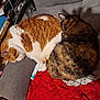animal, blanket, cat, couch, cozy, domestic, feline, fur, household, indoor, nap, orange_cat, pet, pile, relaxed, resting, sleeping, soft, tortoiseshell_cat, warm