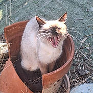 Bianca participe au concours pour gagner de l'argent avec cette photo : animal, broken_pot, cat, clay_pot, daylight, dry_grass, ear, fur, garden, ground, mouth_open, nature, outdoor, pet, siamese_cat, sitting, teeth, texture, whiskers, wildlife