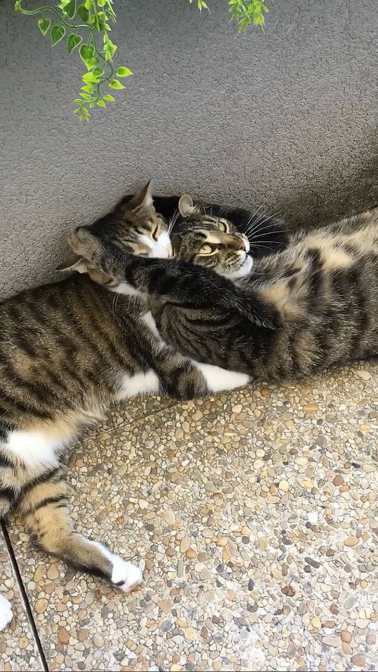 Nala Et Xena participe au concours pour gagner de l'argent avec cette photo : carnivore, cat, claw, domestic_short_haired_cat, felidae, fur, grass, grey, paw, road_surface, sand, small_to_medium_sized_cats, snout, tail, terrestrial_animal, vertebrate, whiskers, wildlife