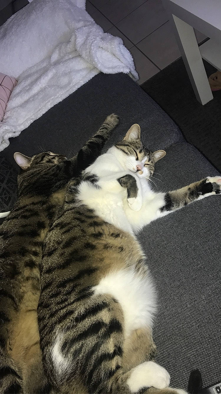 Nala Et Xena participe au concours pour gagner de l'argent avec cette photo : box, carnivore, cat, comfort, domestic_short_haired_cat, felidae, flooring, foot, fur, grey, hardwood, linens, paw, small_to_medium_sized_cats, tail, terrestrial_animal, whiskers, wood