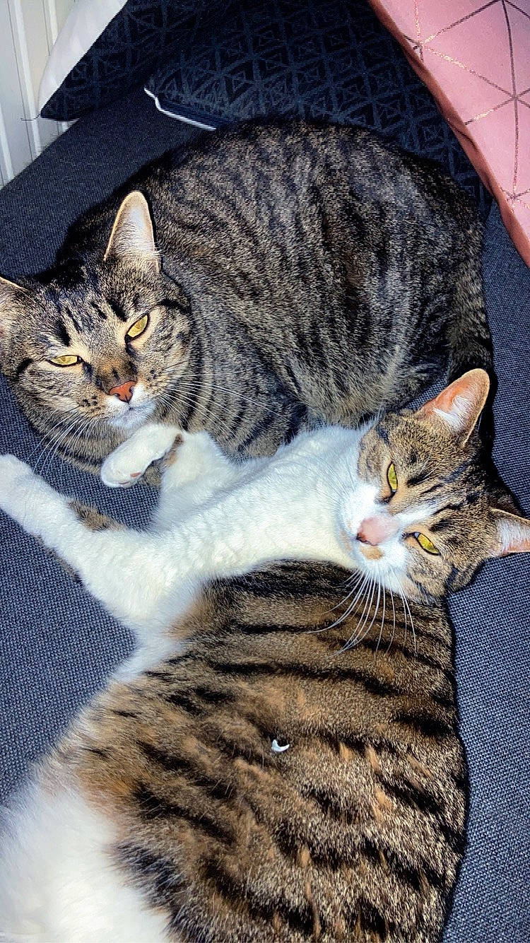 Nala Et Xena participe au concours pour gagner de l'argent avec cette photo : carnivore, cat, claw, domestic_short_haired_cat, eye, felidae, fur, mammal, paw, small_to_medium_sized_cats, snout, tail, terrestrial_animal, umbrella, vertebrate, whiskers