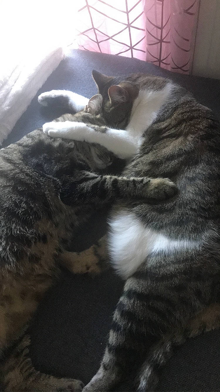 Nala Et Xena participe au concours pour gagner de l'argent avec cette photo : carnivore, cat, claw, comfort, domestic_short_haired_cat, felidae, fur, grey, monochrome_photography, nap, paw, small_to_medium_sized_cats, snout, tail, whiskers