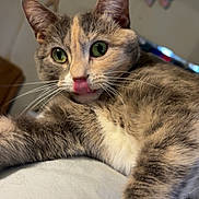 Raja is registered to the contest to win money with this photo: animal, cat, close_up, cozy, cute, decor, feline, fish_wall_art, fur, green_eyes, home, indoor, paw, pet, playful, relaxed, soft_surface, star_decorations, tongue_out, whiskers