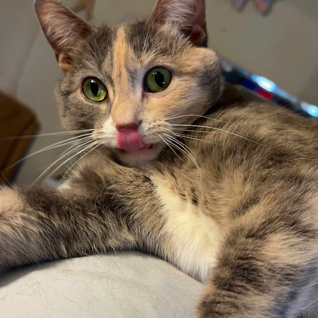 Raja