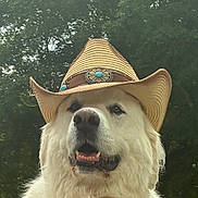 Wolf is registered to the contest to win money with this photo: animal_photography, canine, close_up, costume, cowboy_hat, dog, fluffy, forest, happy, hat, muzzle, nose, open_mouth, outdoor, pet, portrait, tongue, trees, western, white_fur