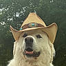 animal_photography, canine, close_up, costume, cowboy_hat, dog, fluffy, forest, happy, hat, muzzle, nose, open_mouth, outdoor, pet, portrait, tongue, trees, western, white_fur