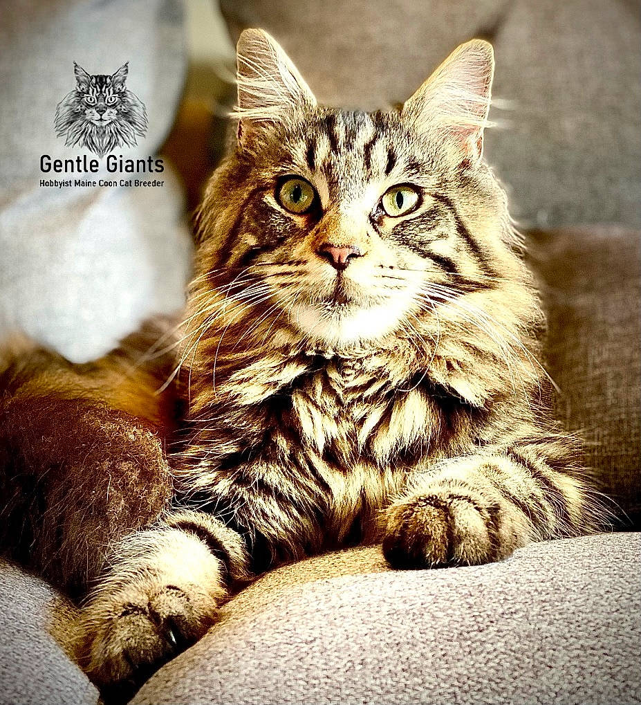 Prada joined the competition — help win amazing prizes! carnivore, cat, claw, domestic_short_haired_cat, felidae, font, foot, fur, grass, paw, photo_caption, sitting, small_to_medium_sized_cats, snout, tail, terrestrial_animal, tree, whiskers, wildlife, wood