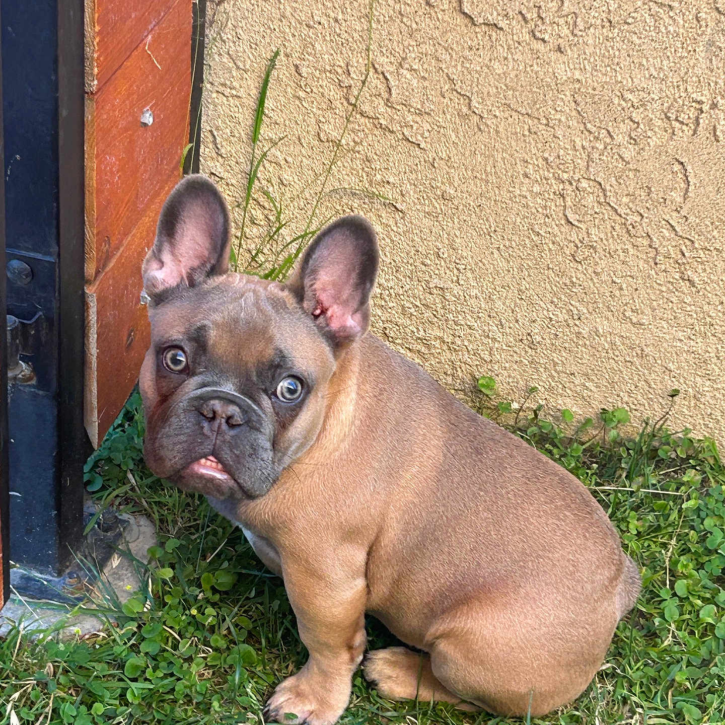 Rex is registered to the contest to win money with this photo: animal, brown, cute, dog, ears, expression, face, french_bulldog, gate, grass, looking_up, nature, outdoor, pet, puppy, sitting, small, tongue, wall, young