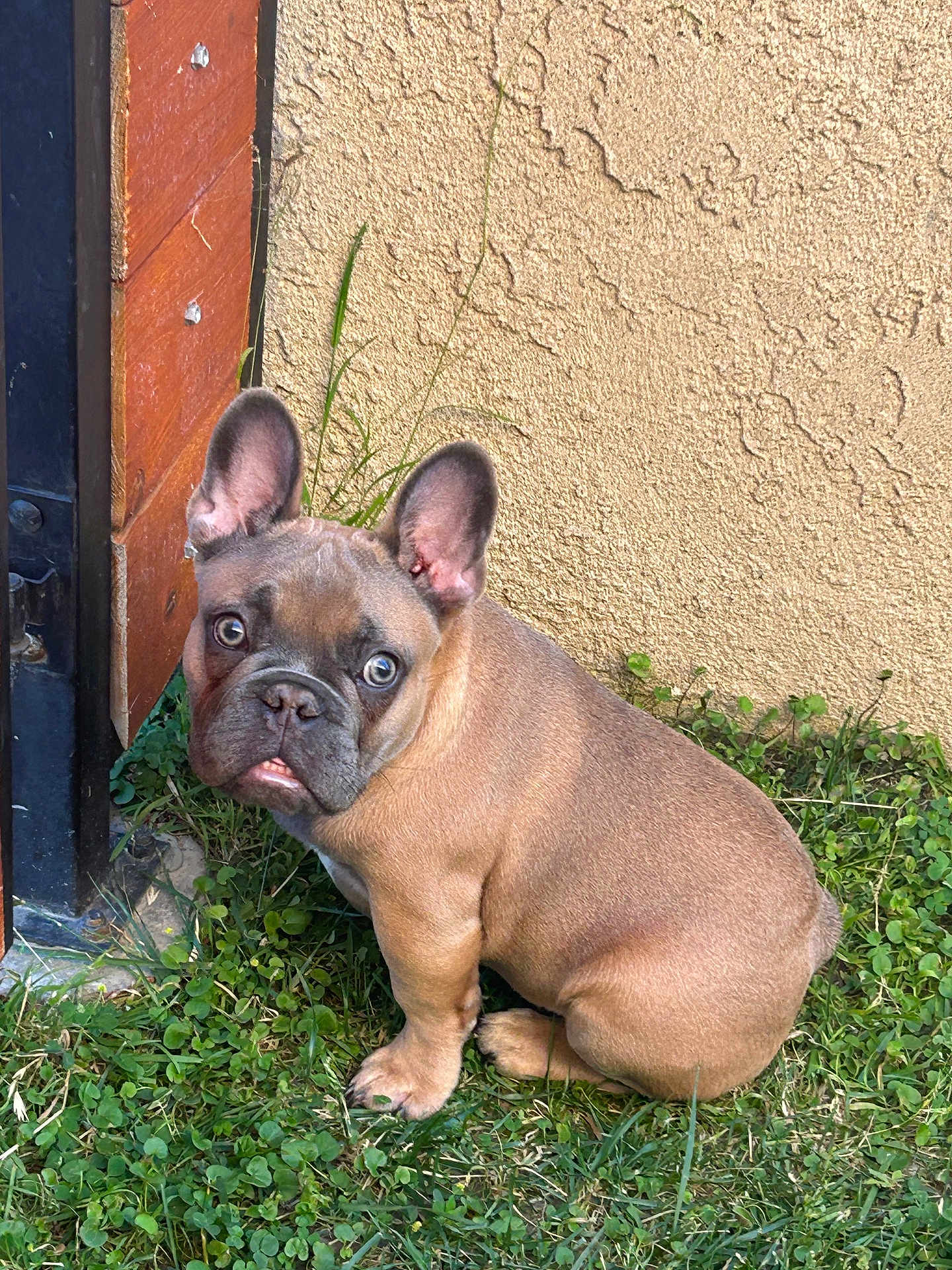 Rex