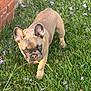 Rex joined the competition — help win amazing prizes! animal, brick_wall, canine, closeup, cute, dog, flowers, french_bulldog, grass, grass_blade, greenery, nature, outdoor, pet, playful, puppy, purple_flowers, sunlight, walking, young_dog