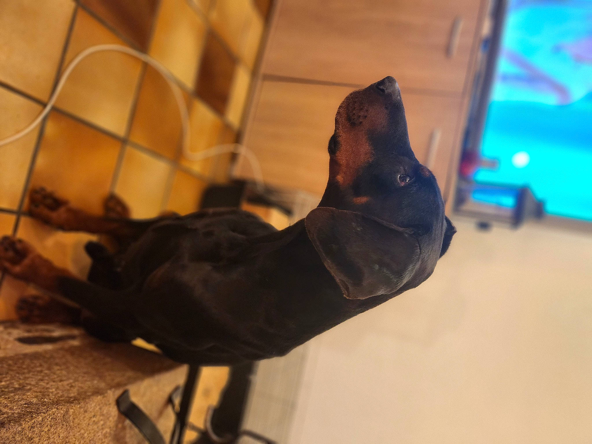 Falco a rejoint le concours — aidez-le/la à gagner de superbes lots ! art, elbow, entertainment, event, flooring, foot, human_leg, mammal, metal, outdoor_shoe, personal_protective_equipment, recreation, room, shadow, tourist_attraction, vertebrate, visual_arts, wood