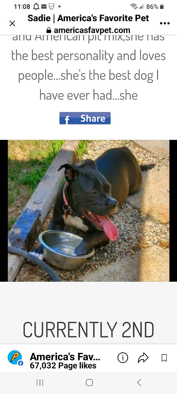 Sadie is registered to the contest to win money with this photo: carnivore, cat_supply, collar, companion_dog, dog, dog_breed, dog_collar, dog_supply, font, mammal, pet_supply, photo_caption, snout, soil, sporting_group, terrestrial_animal, working_animal