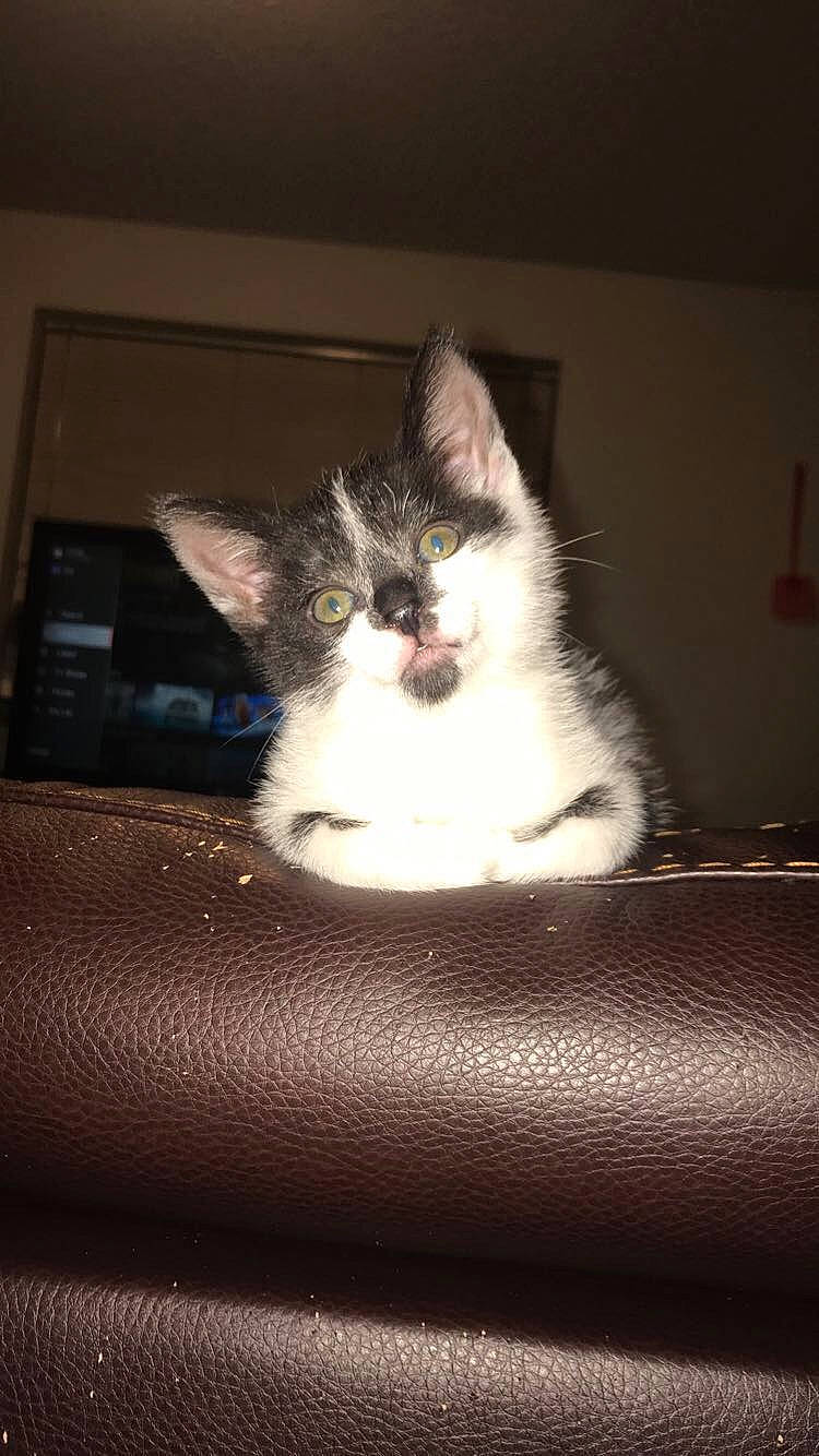 Chevelle joined the competition — help win amazing prizes! carnivore, cat, domestic_short_haired_cat, european_shorthair, felidae, fur, kitten, mammal, norwegian_forest_cat, ojos_azules, polydactyl_cat, ragdoll, small_to_medium_sized_cats, snowshoe, whiskers