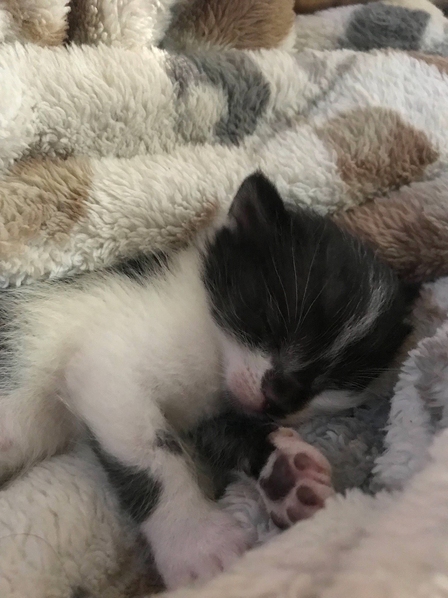 Chevelle is registered to the contest to win money with this photo: carnivore, cat, fawn, felidae, fur, kitten, nap, nose, paw, polydactyl_cat, sleep, small_to_medium_sized_cats, snout, tail, whiskers