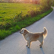 Ruby a rejoint le concours — aidez-le/la à gagner de superbes lots ! dog, golden_retriever, sunset, shadow, road, grass, field, tree, bush, nature, outdoor, pet, canine, walking_path, sunlight, rural, landscape, animal, collar, serene
