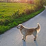 dog, golden_retriever, sunset, shadow, road, grass, field, tree, bush, nature, outdoor, pet, canine, walking_path, sunlight, rural, landscape, animal, collar, serene