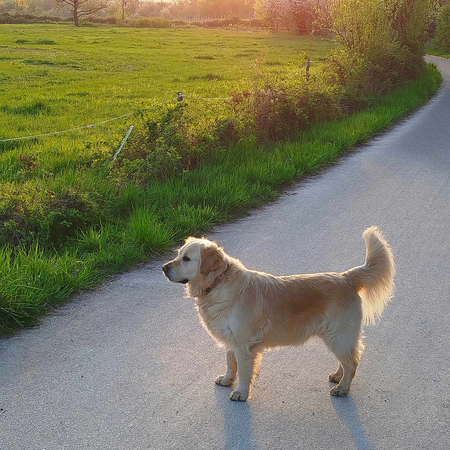 Ruby a rejoint le concours — aidez-le/la à gagner de superbes lots ! animal, bush, canine, collar, dog, field, golden_retriever, grass, landscape, nature, outdoor, pet, road, rural, serene, shadow, sunlight, sunset, tree, walking_path