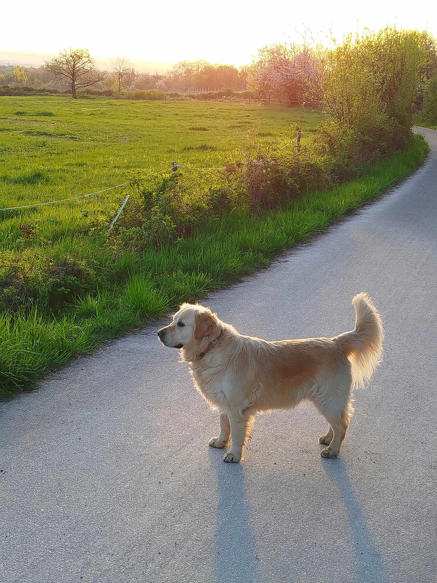 Ruby a rejoint le concours — aidez-le/la à gagner de superbes lots ! dog, golden_retriever, sunset, shadow, road, grass, field, tree, bush, nature, outdoor, pet, canine, walking_path, sunlight, rural, landscape, animal, collar, serene