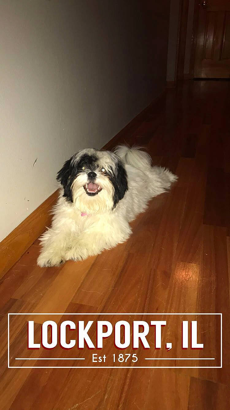 Bailey And Haven is registered to the contest to win money with this photo: canidae, carnivore, chinese_imperial_dog, companion_dog, dog, dog_breed, floor, hardwood, havanese, kyi_leo, lhasa_apso, lowchen, mal_shi, mammal, photo_caption, puppy, rare_breed_dog, shih_tzu, tibetan_terrier, toy_dog