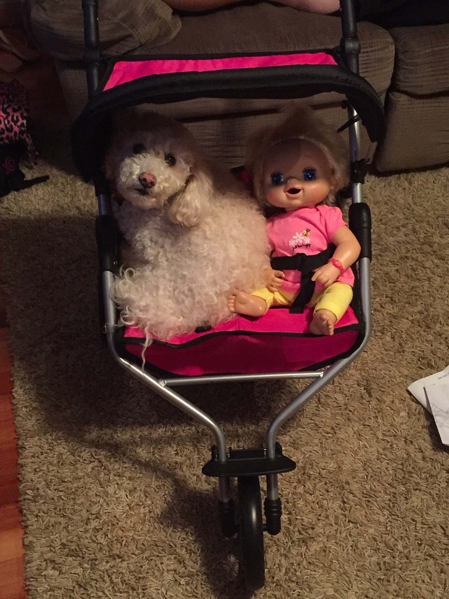 Bailey And Haven is registered to the contest to win money with this photo: baby_carriage, baby_products, canidae, companion_dog, dog, dog_breed, product, vehicle