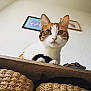 cat, pet, animal, curious, indoor, wooden_shelf, paws, framed_pictures, wall, home, cozy, feline, whiskers, ears, eyes, fur, orange, white, brown, looking
