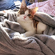 Nala participe au concours pour gagner de l'argent avec cette photo : cat, kitten, blanket, bed, cozy, fur, whiskers, indoor, pet, animal, cute, curious, relaxing, soft, nap, domestic, feline, comfort, warm, resting