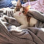 cat, kitten, blanket, bed, cozy, fur, whiskers, indoor, pet, animal, cute, curious, relaxing, soft, nap, domestic, feline, comfort, warm, resting