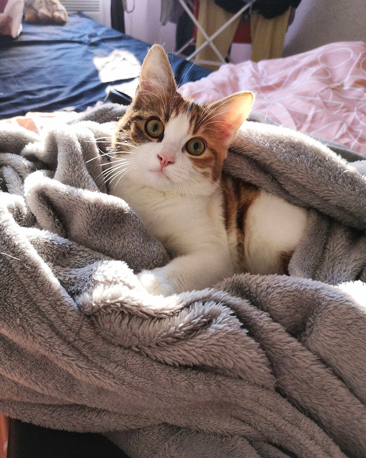 Nala