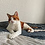 cat, orange_and_white, pet, lying_down, bed, bedding, indoor, fur, whiskers, paws, tail, wall, texture, curious, relaxed, animal, feline, domestic_cat, resting, portrait