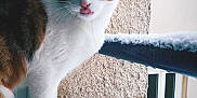 Nala a rejoint le concours — aidez-le/la à gagner de superbes lots ! cat, snow, windowsill, licking_lips, curious, window, fur, pink_nose, outdoor, winter, animal, pet, whiskers, texture, balcony, building, daylight, closeup, mammal, domestic